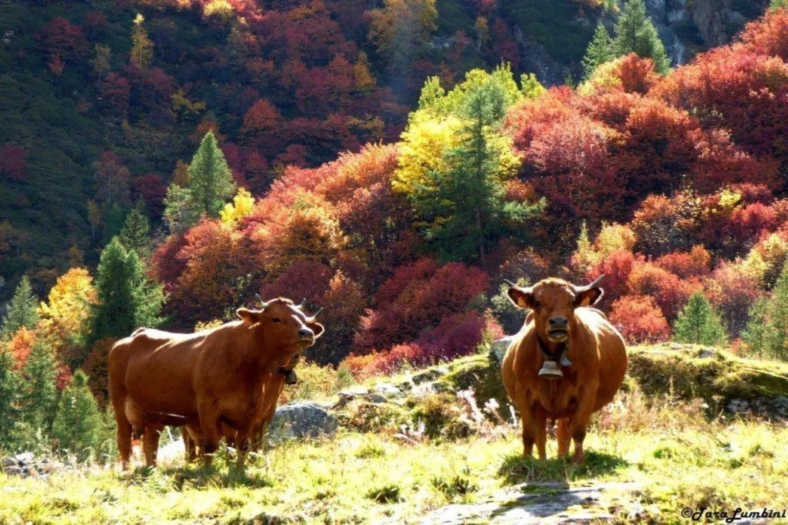 Chalets Les Amis 1-Gebieden zomer 20km