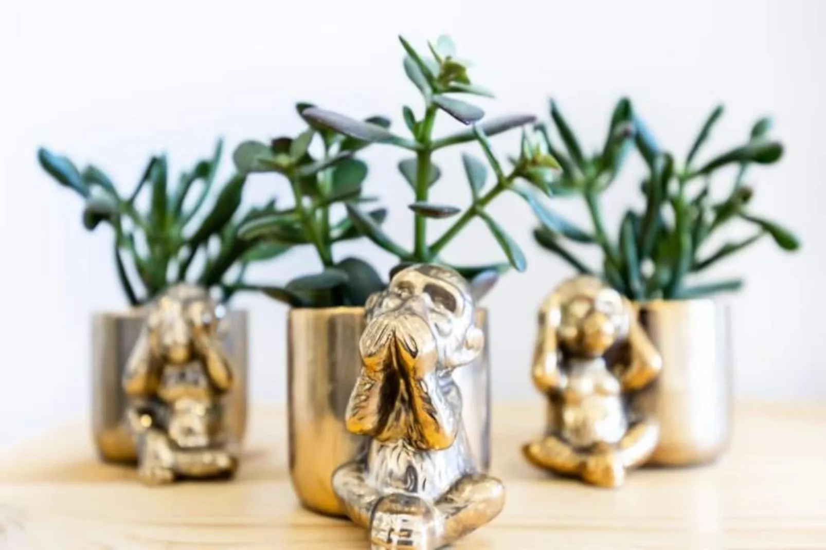 The Kuuyi Suite - Burgau-Niet-getagd