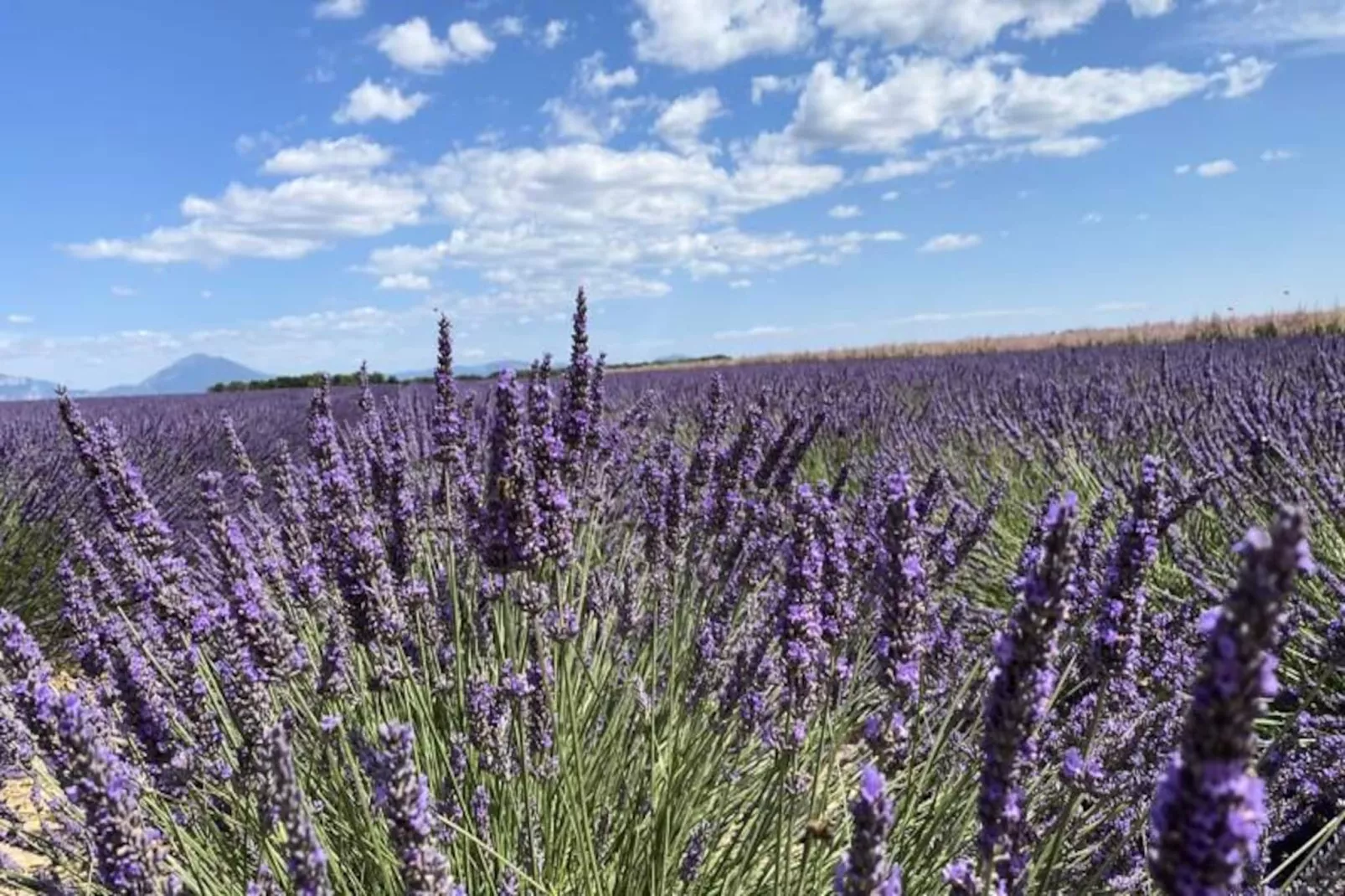 Magnifique Appartement Au C&oelig;ur Des Champs De Lavande - 6 - 7 Personnes-Niet-getagd
