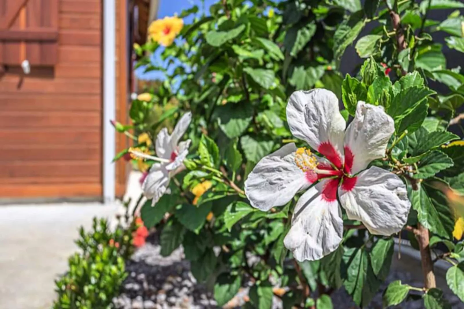 Bungalow Damien - Niet-getagd