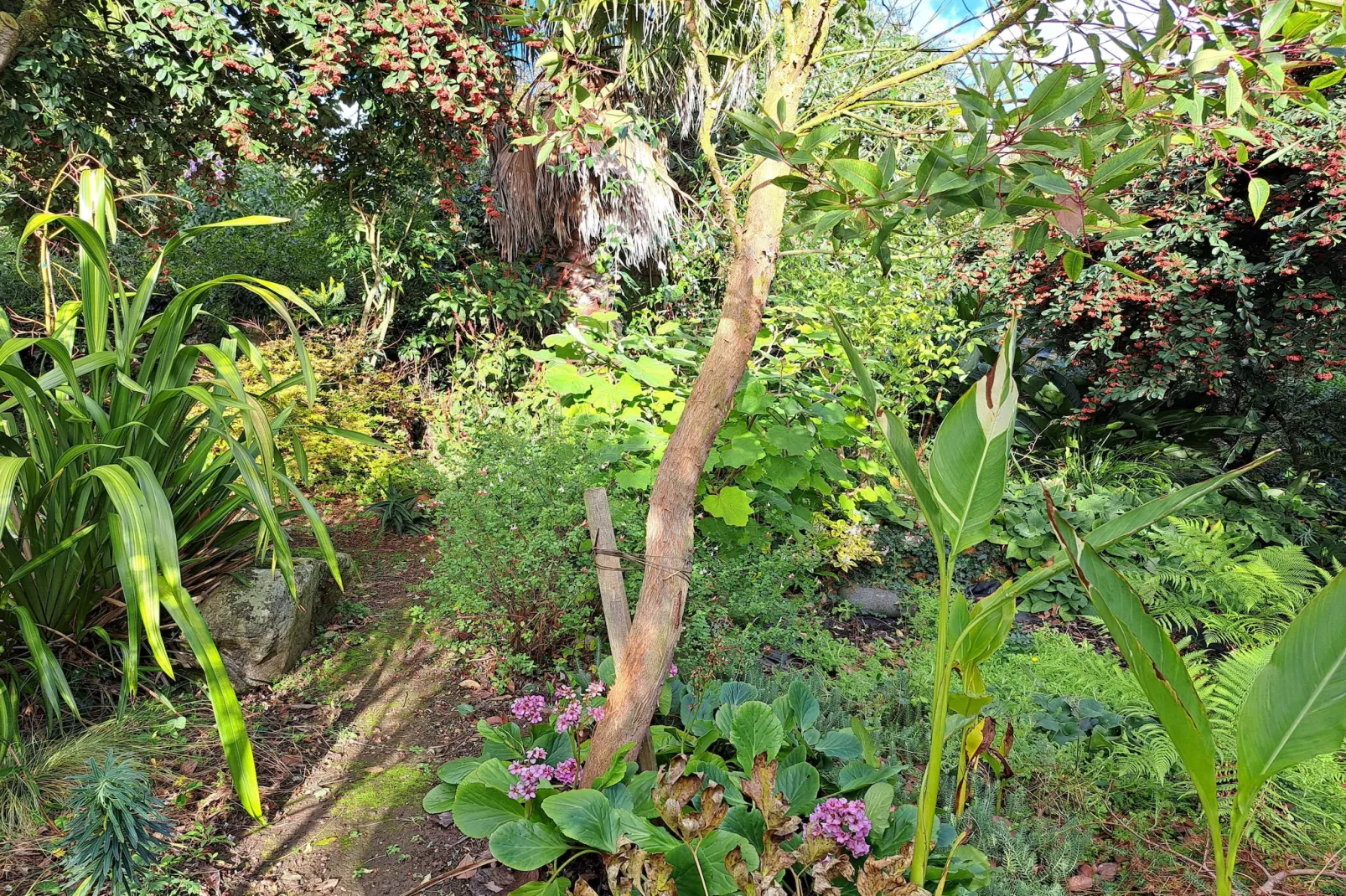 Granitsteinhaus in Guimaëc-Tuin winter