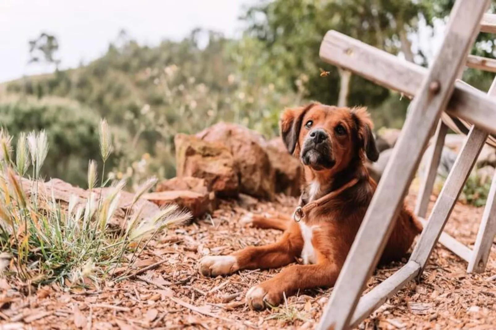 The Lemon Lodge - Tikka Suite-Niet-getagd