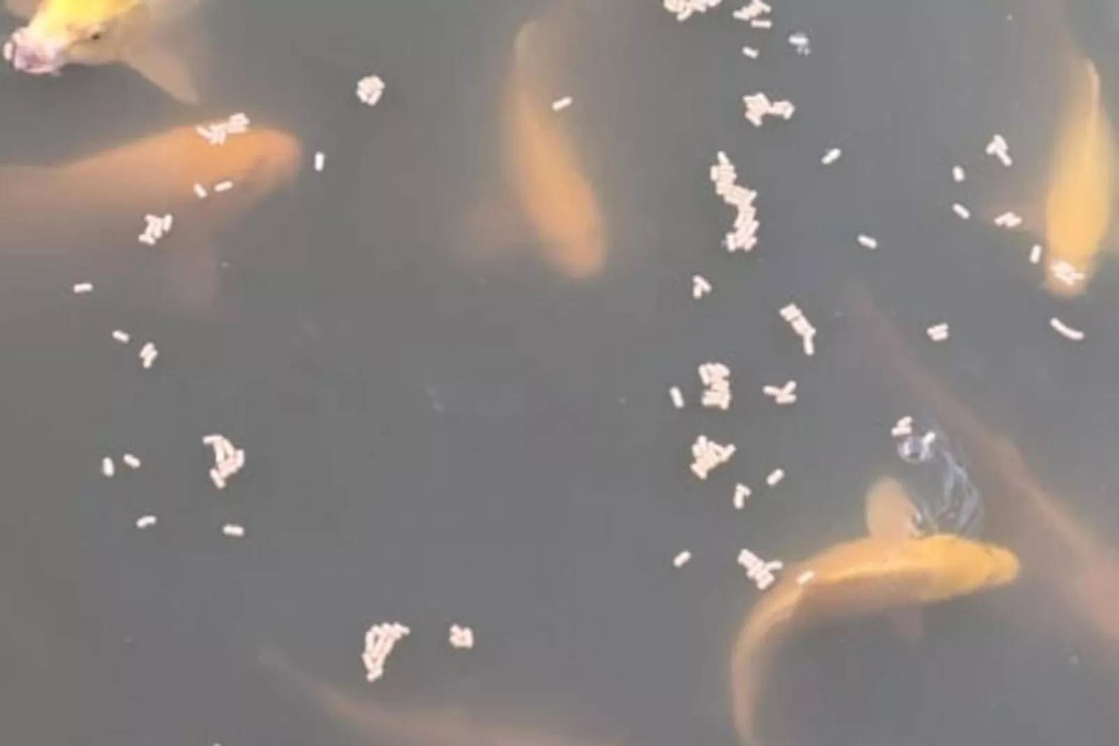 Lodge Sur L'eau En Dordogne-Niet-getagd