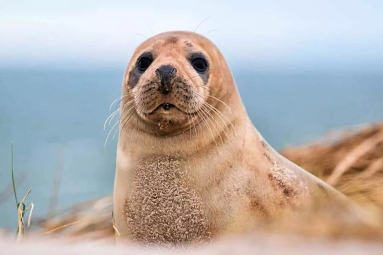 Résidence Villa "le Hublot" &ndash; &eacute;vasion Face &agrave; La Mer-Niet-getagd