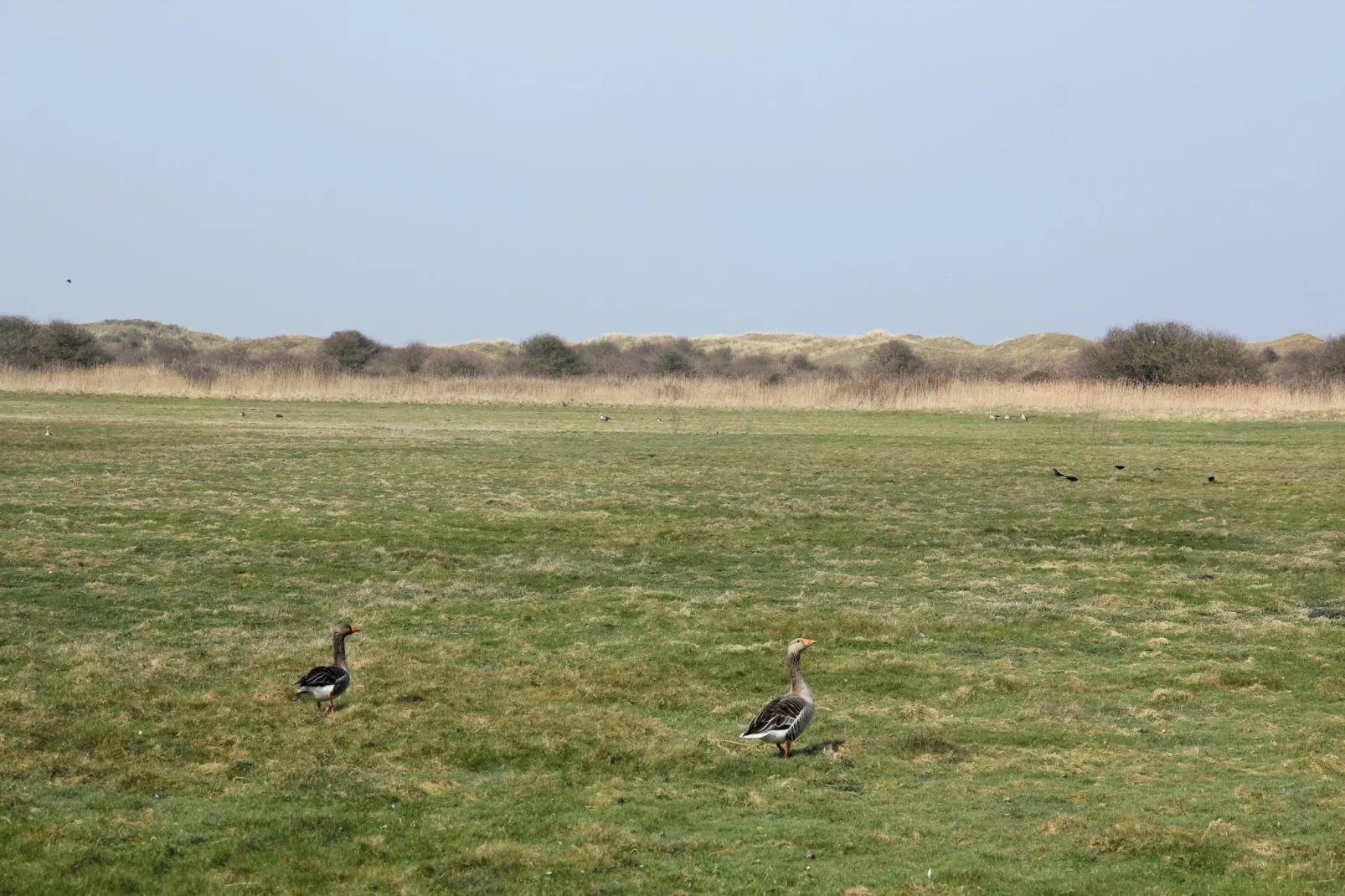 De Witte Parel-Gebieden zomer 5km