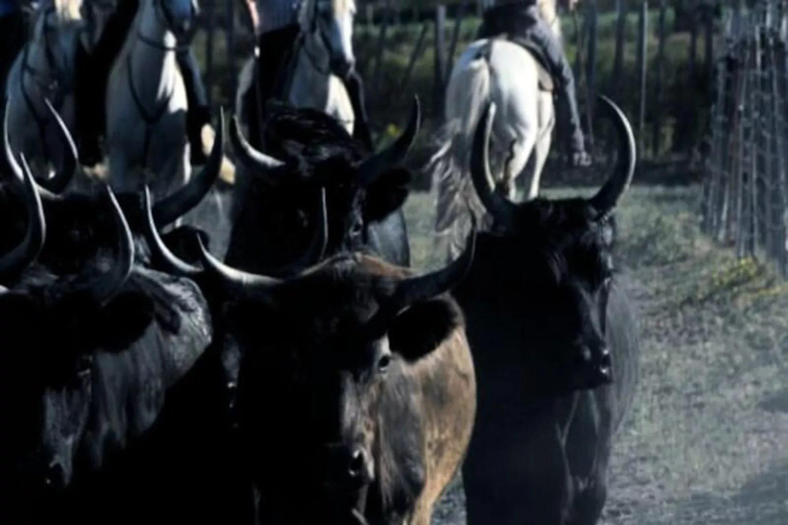 Résidence L'or&eacute;e De Camargue Studio Avec Cour-Niet-getagd