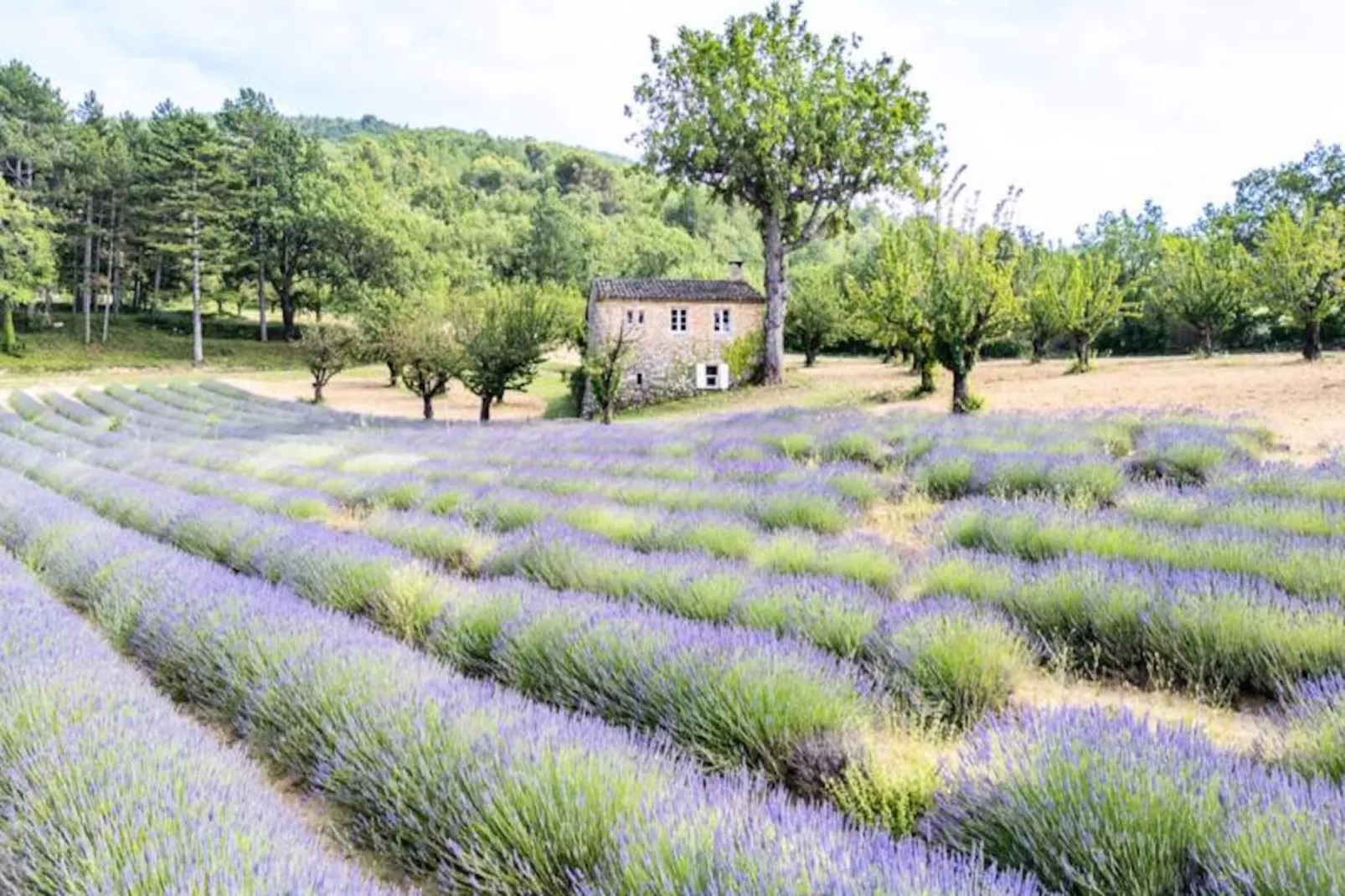 Bastide De L'esclat - Piscine - Champs De Lavandes-Niet-getagd