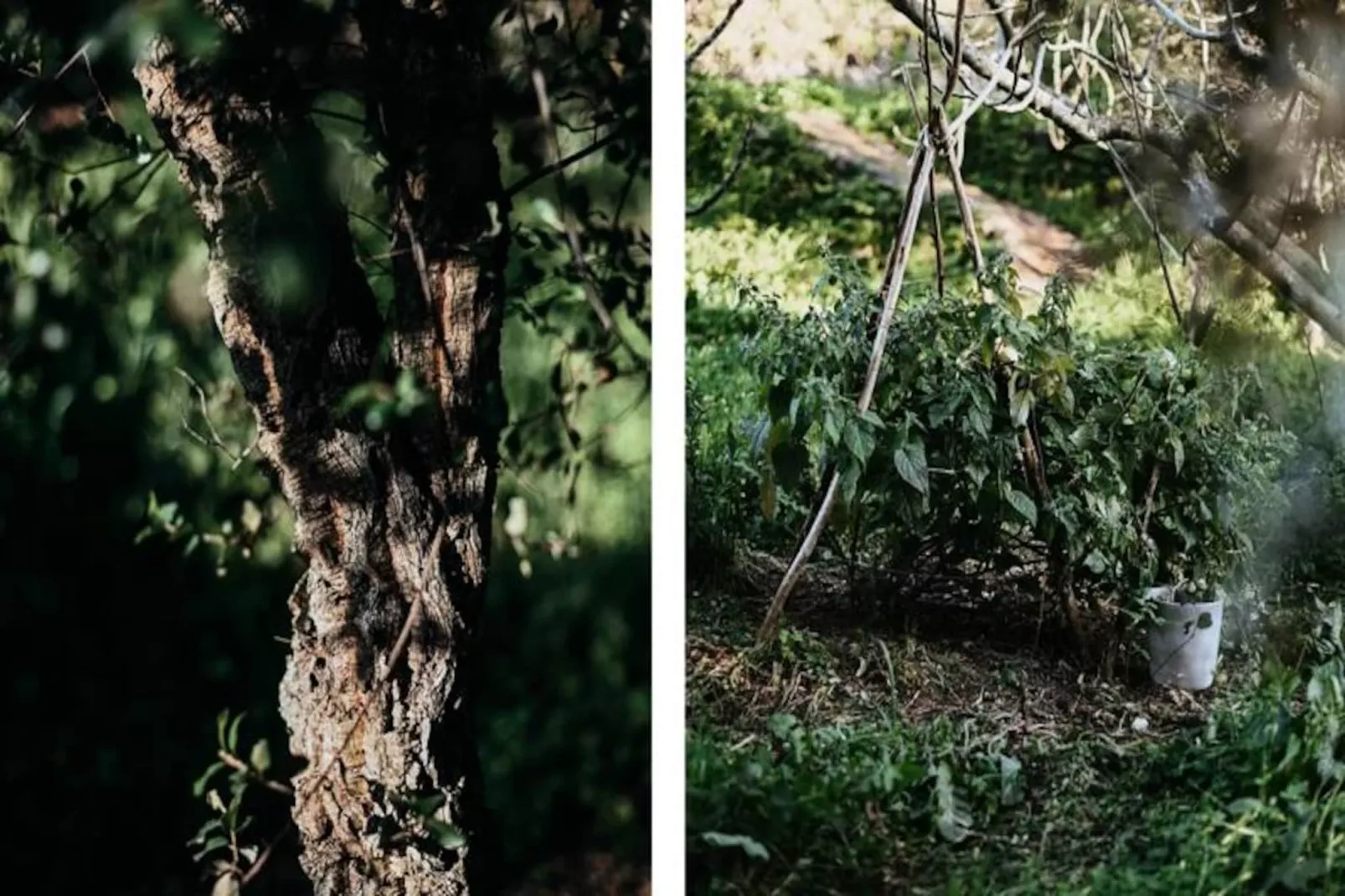 The Lemon Lodge - Ziggurat Suite-Niet-getagd