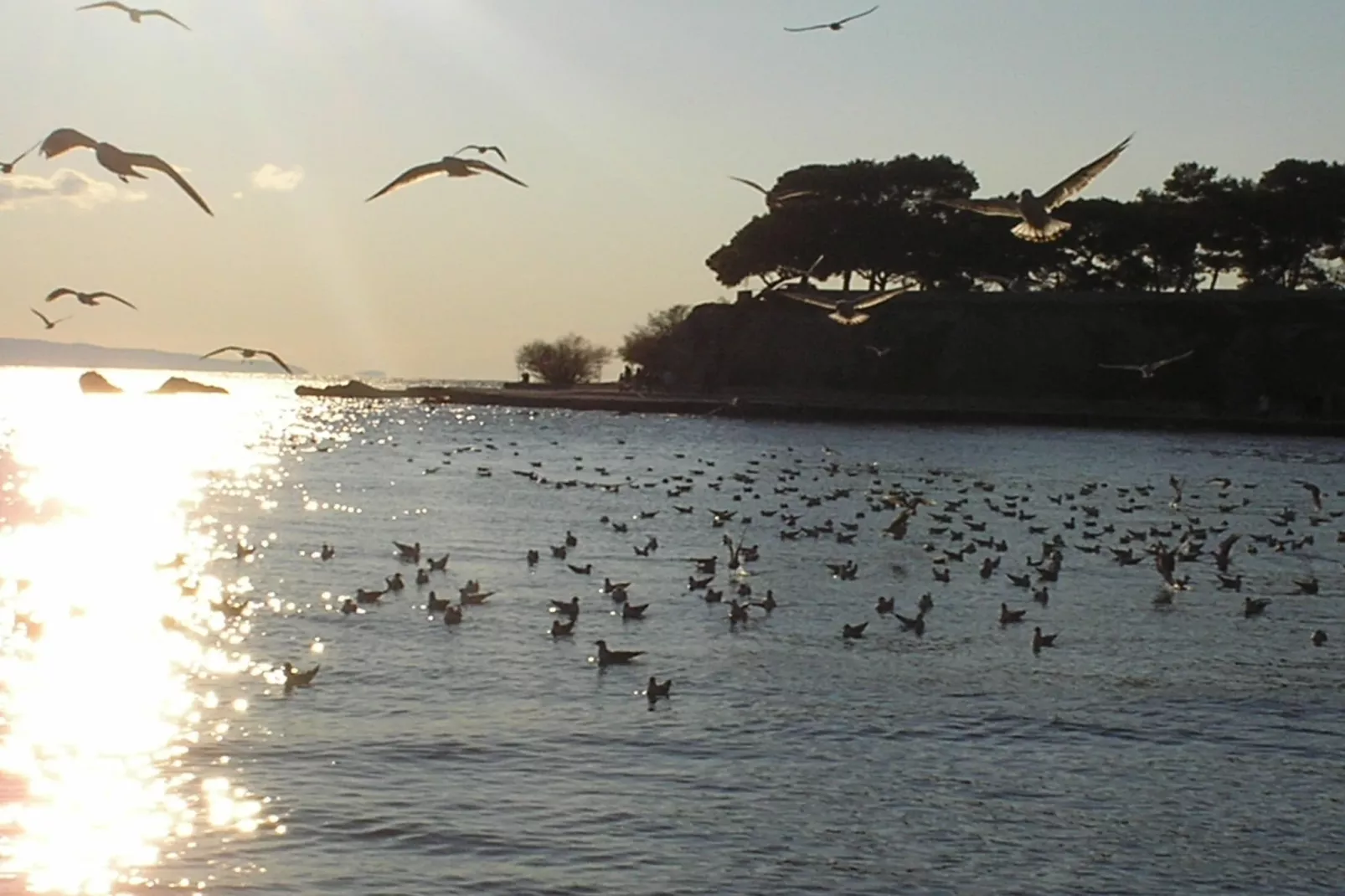 Hektorovic place-Gebied winter 1km