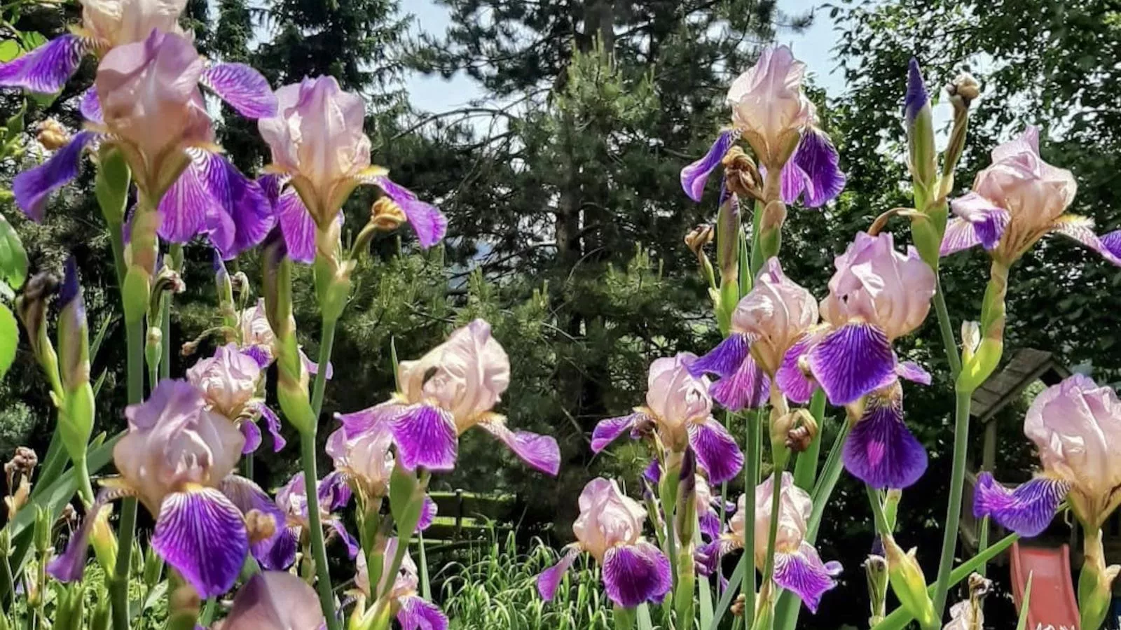 Bernhardsberg-Tuinen zomer