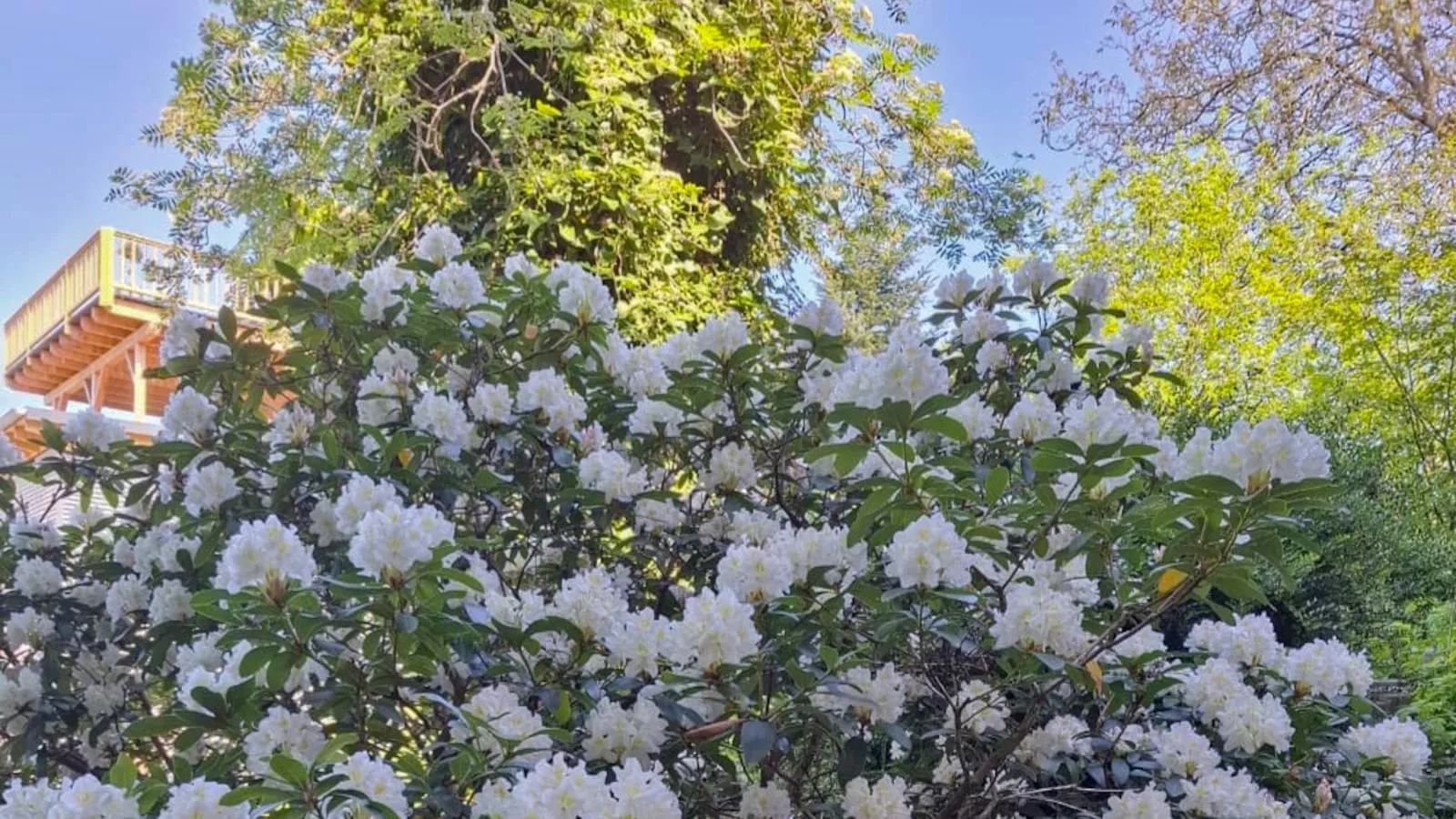 Bernhardsberg-Tuinen zomer