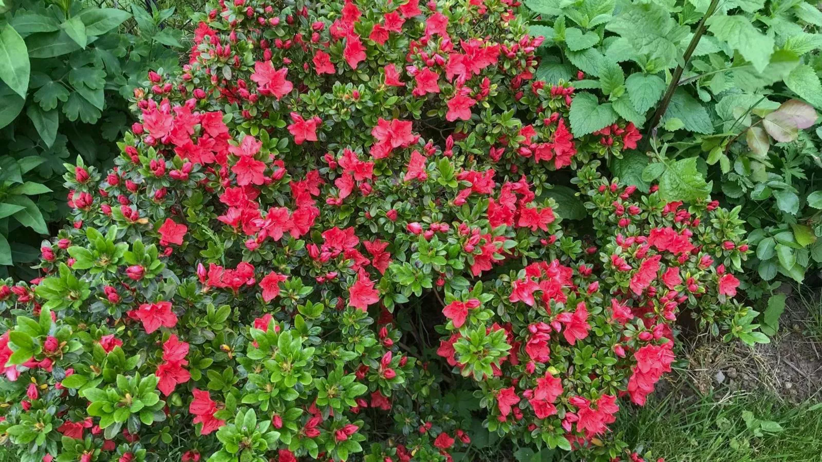 Böhmerwaldnest-Sfeer