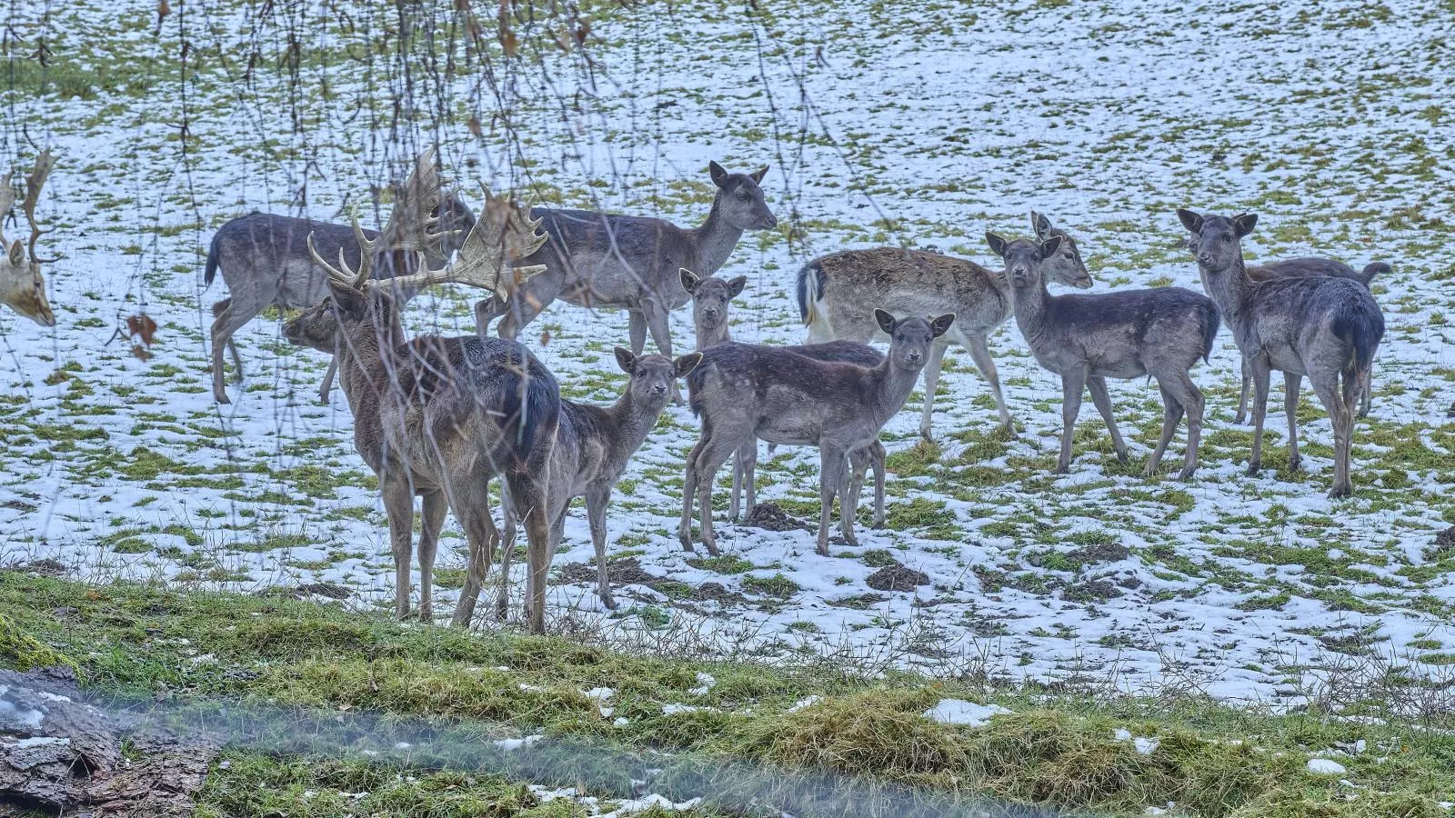 Am Damwildgehege II-Gebied winter 1km