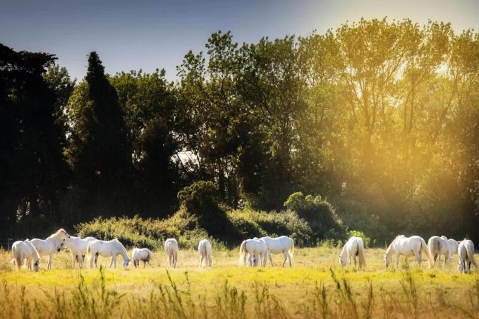 SOWELL Family Les Amandiers****-Image-tags.