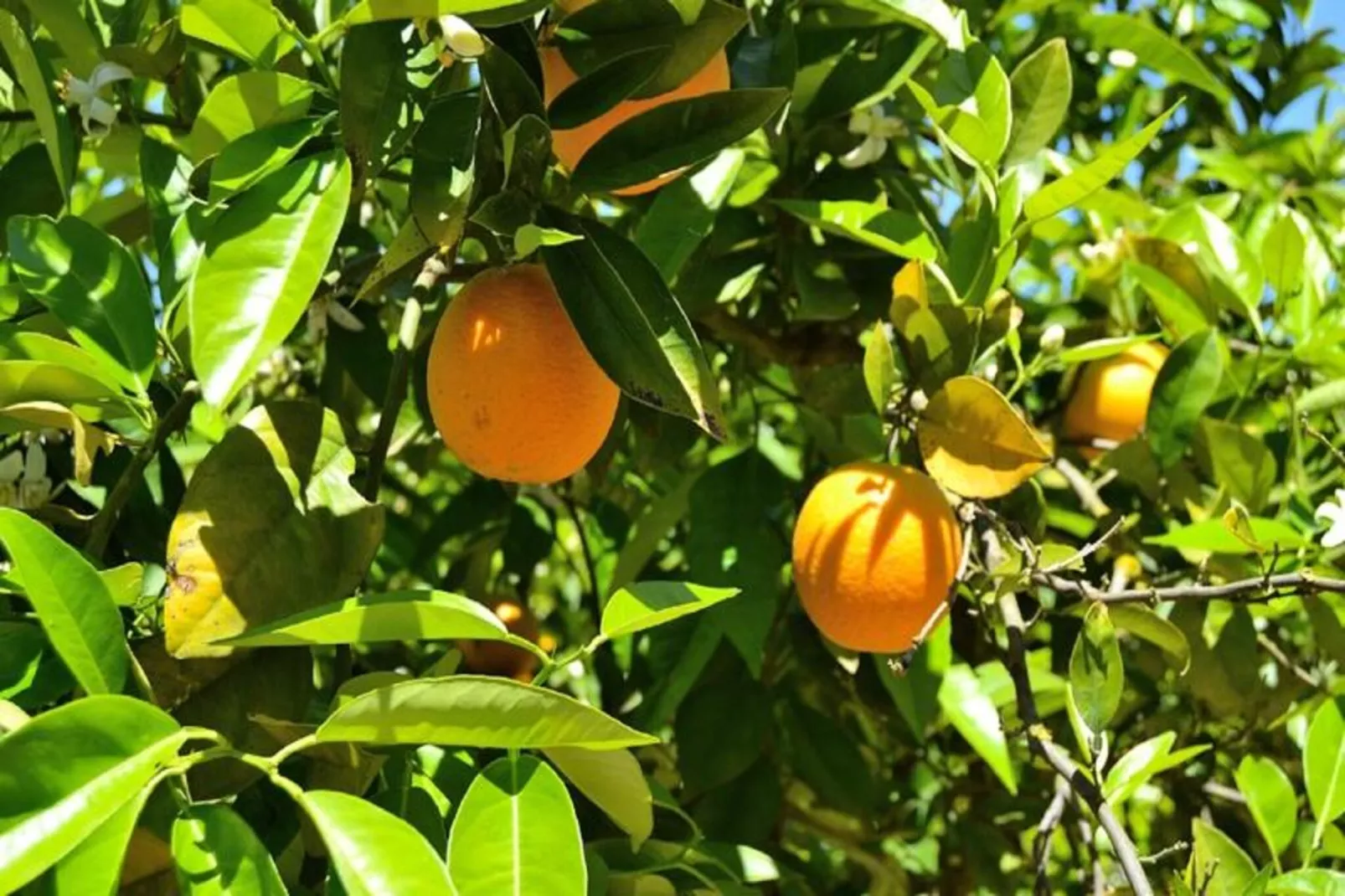 Maison à Sineu-Image-tags.