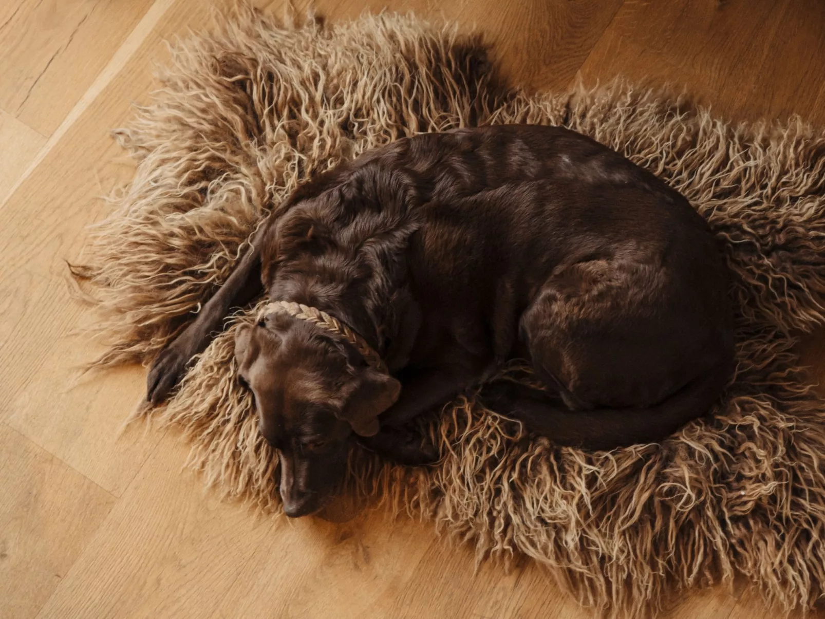 Royal Mountain Lodge-Binnen