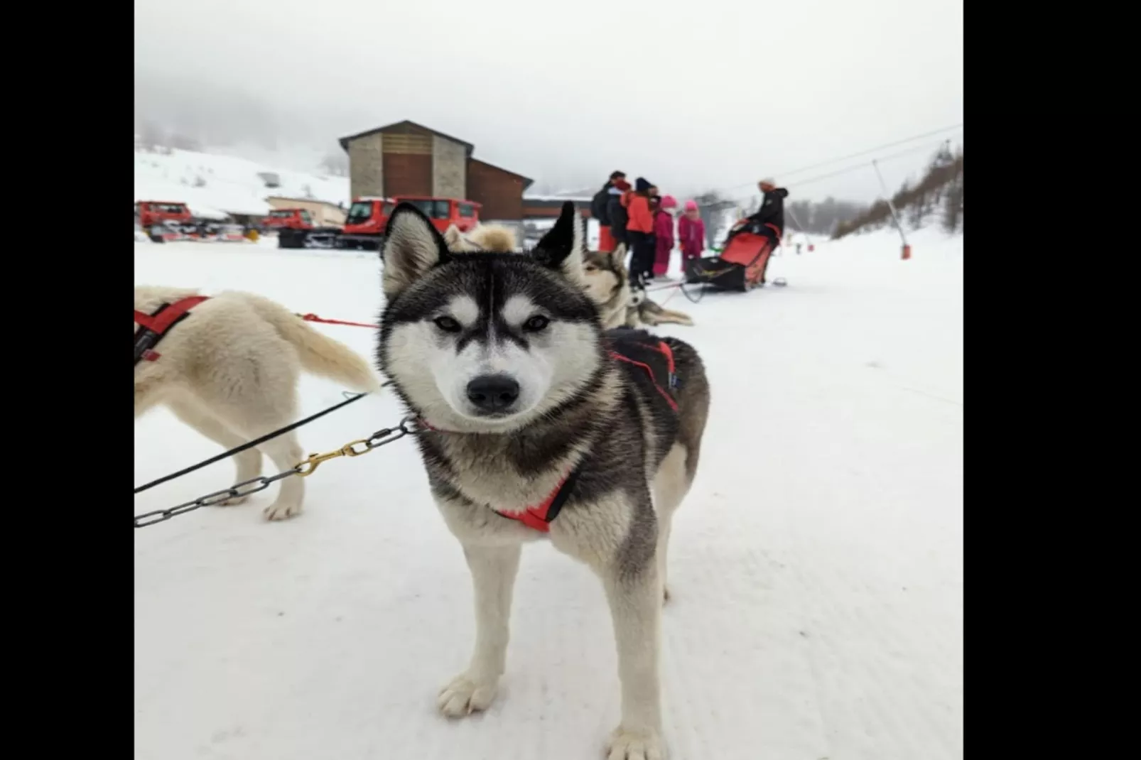 Résidence Génépi 301-Gebied winter 5km