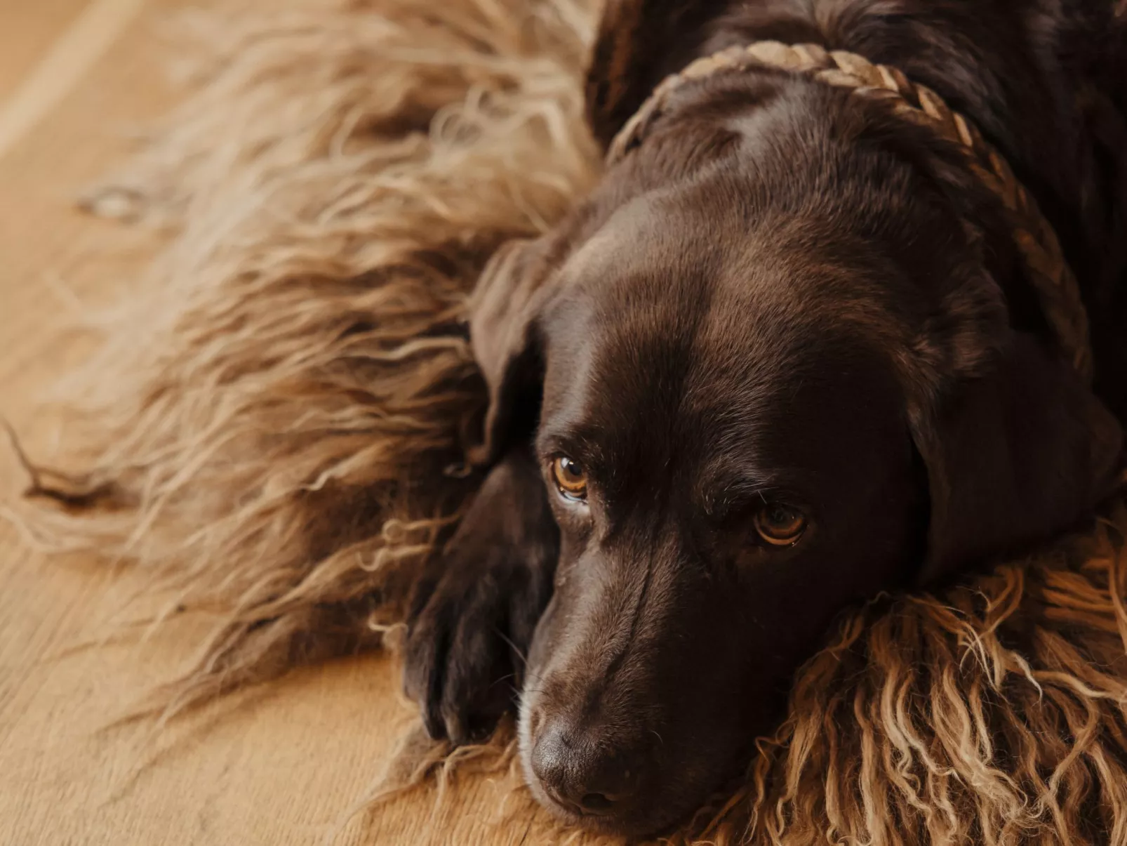 Royal Mountain Lodge-Binnen