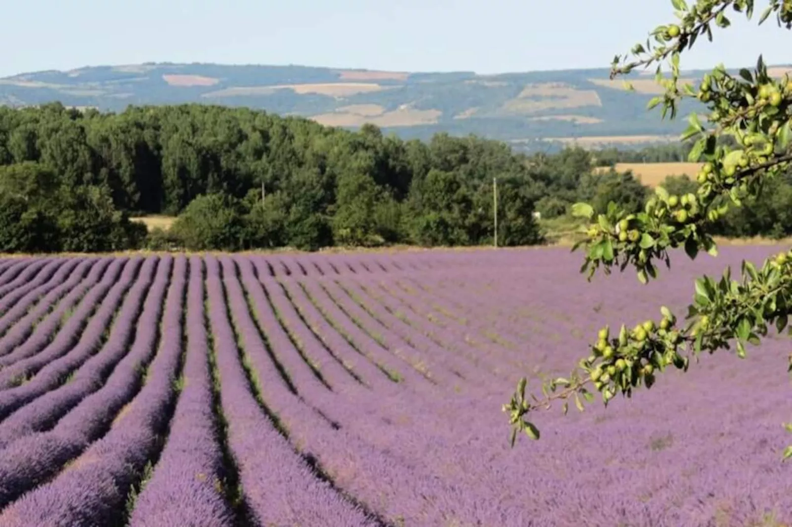 Mas La Miellerie | Charme Authentique Et Nature-Image-tags.