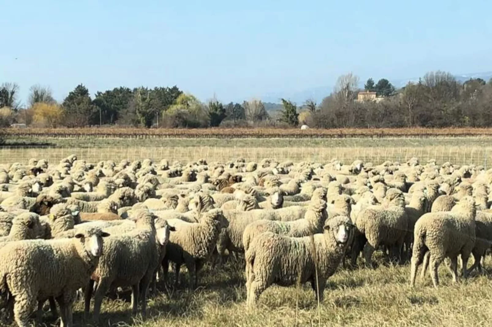 Mas La Miellerie | Charme Authentique Et Nature-Image-tags.