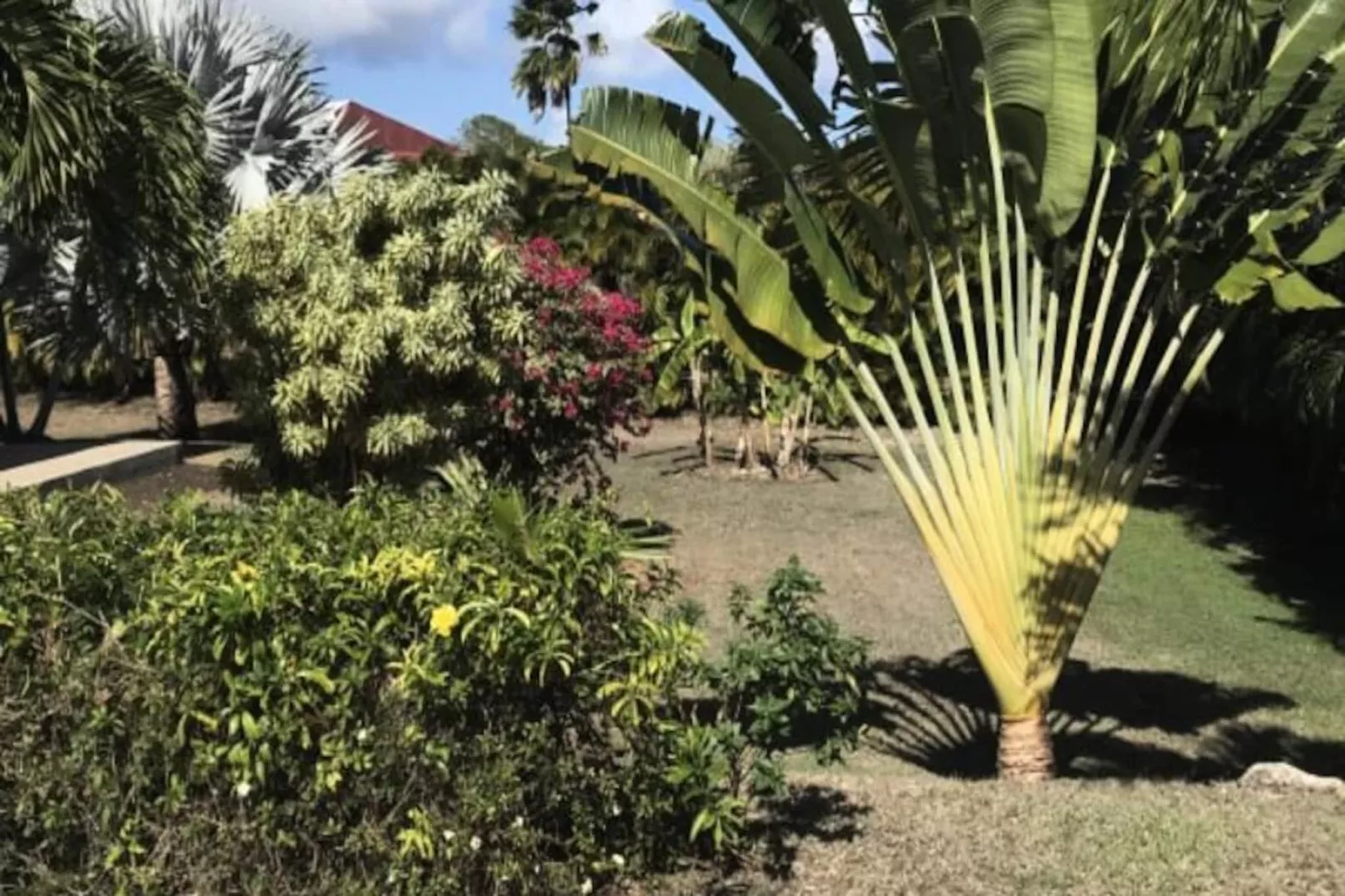 Villa Arbre Du Voyageur