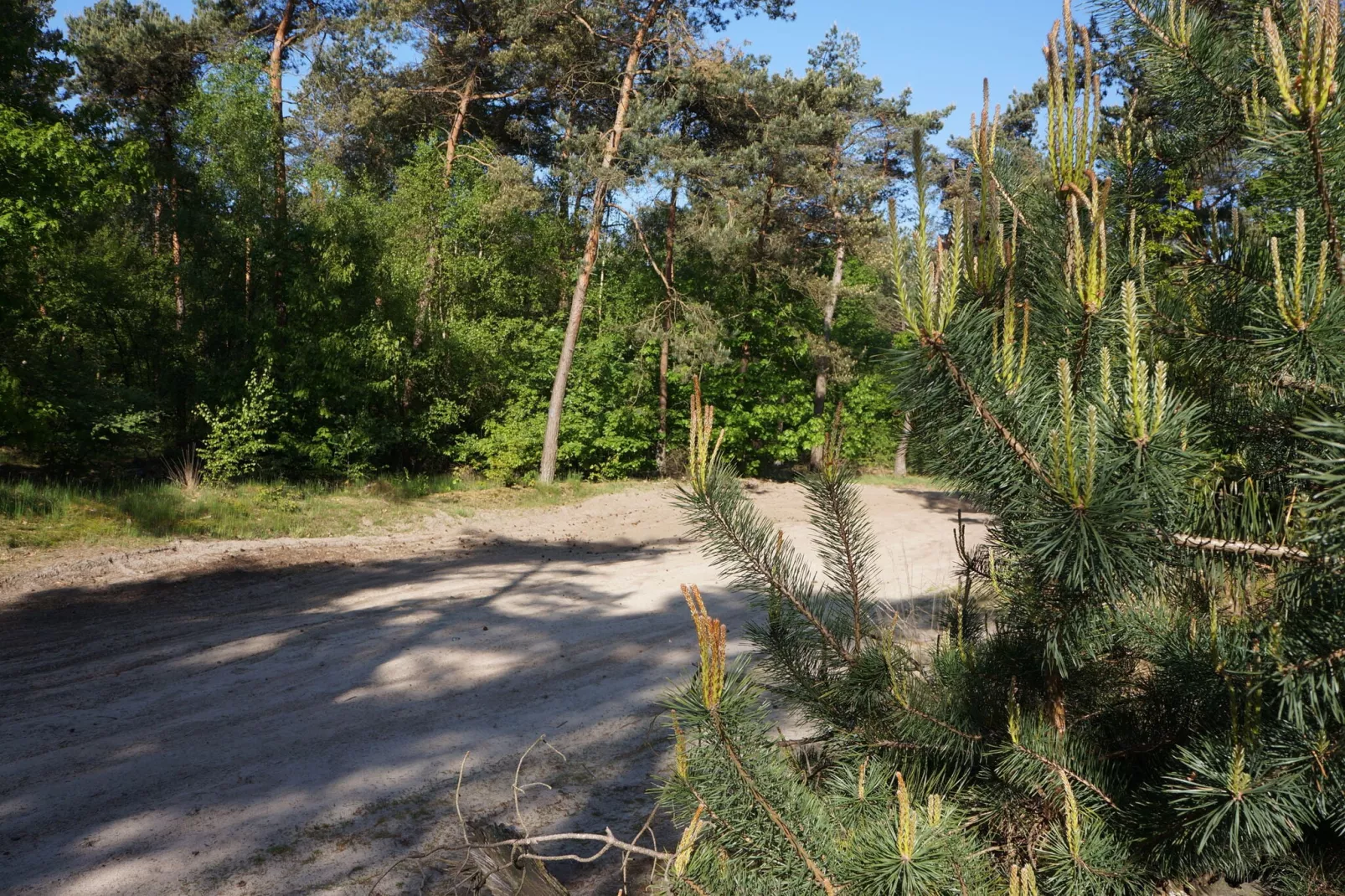 Op de Beemd-Gebieden zomer 5km