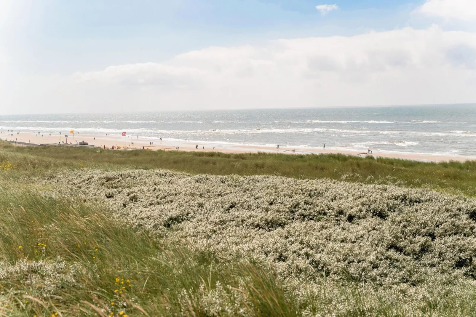 Helmgras I-Gebieden zomer 1km