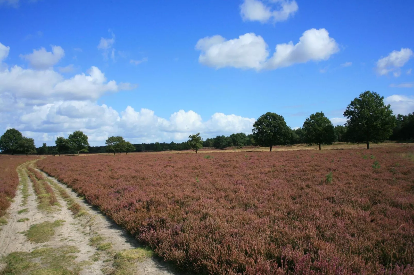 Twentie-Gebieden zomer 20km