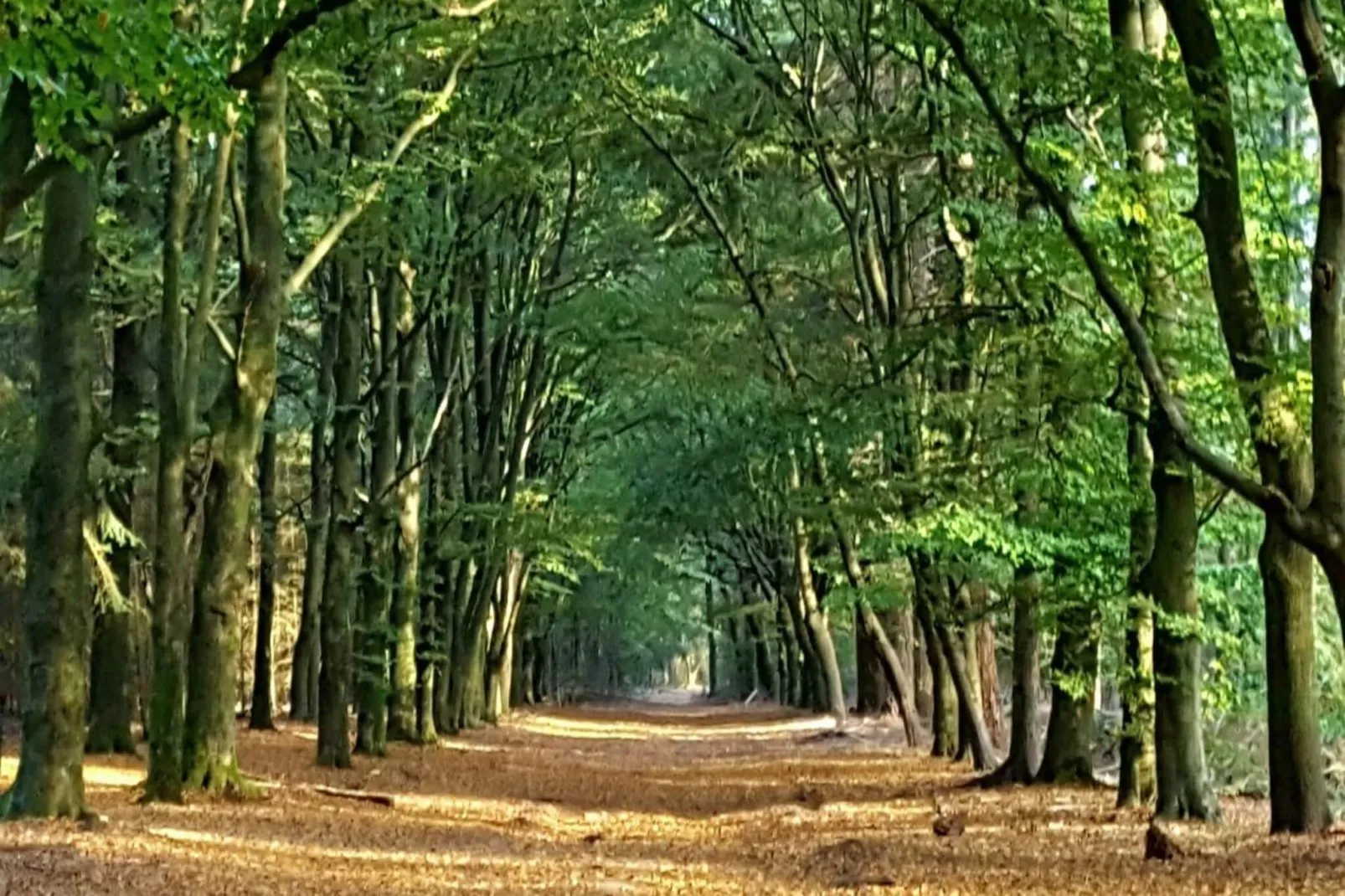 Koperwiek-Gebieden zomer 20km