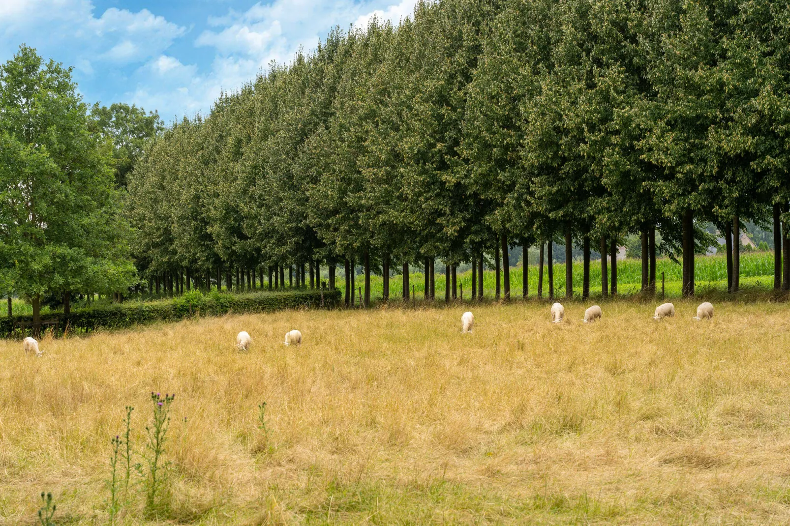 Koetshuis 't Geyn-Landgoed Noordenhoek-Gebieden zomer 5km