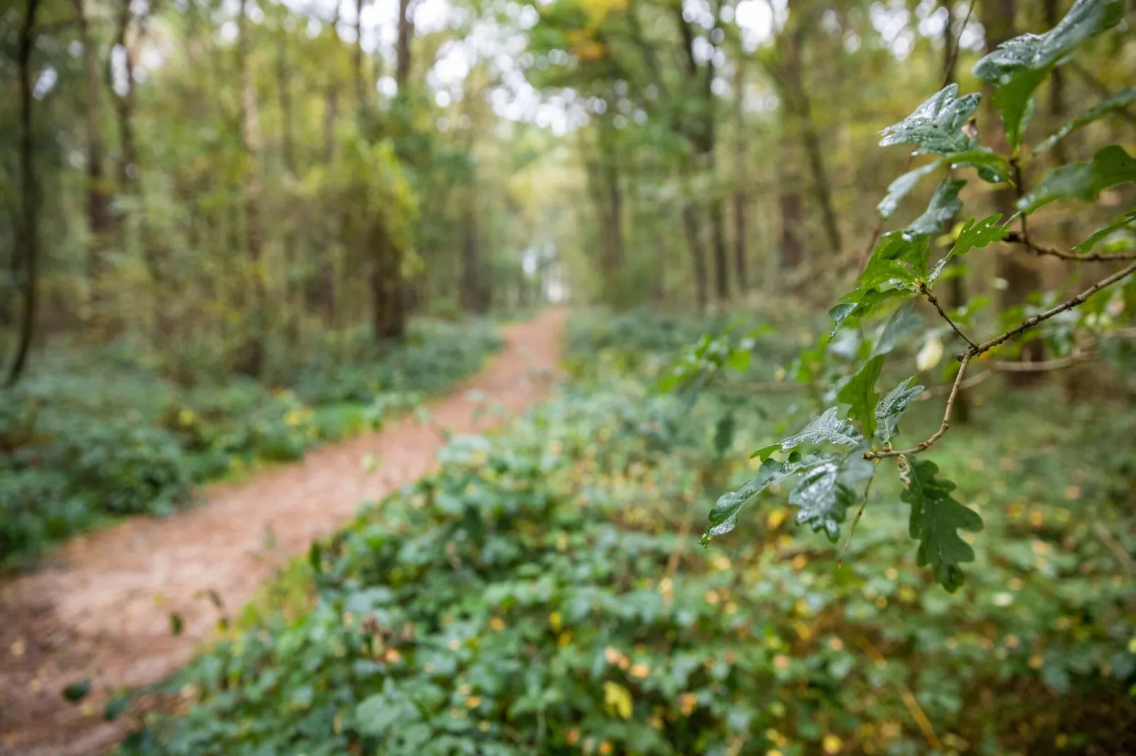 't Wooldje-Gebieden zomer 5km