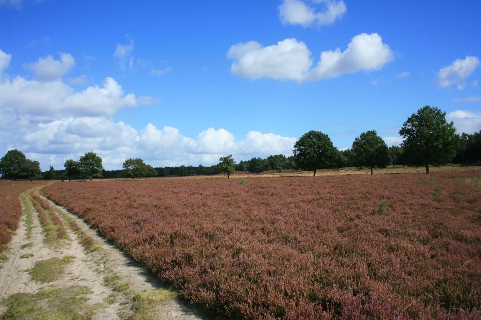 Het Zonnetje-Gebieden zomer 5km