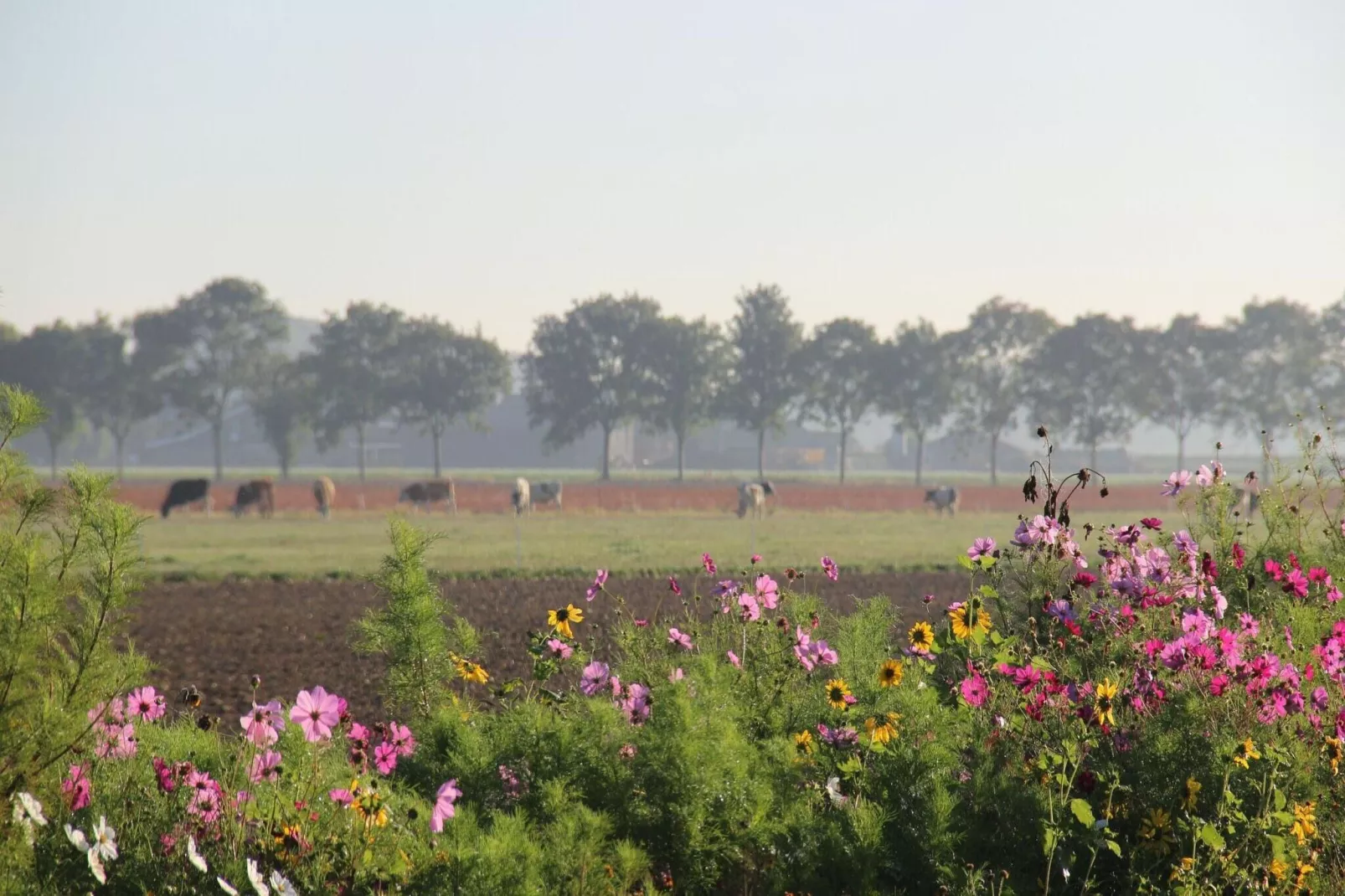 Het Zonnetje-Gebieden zomer 20km