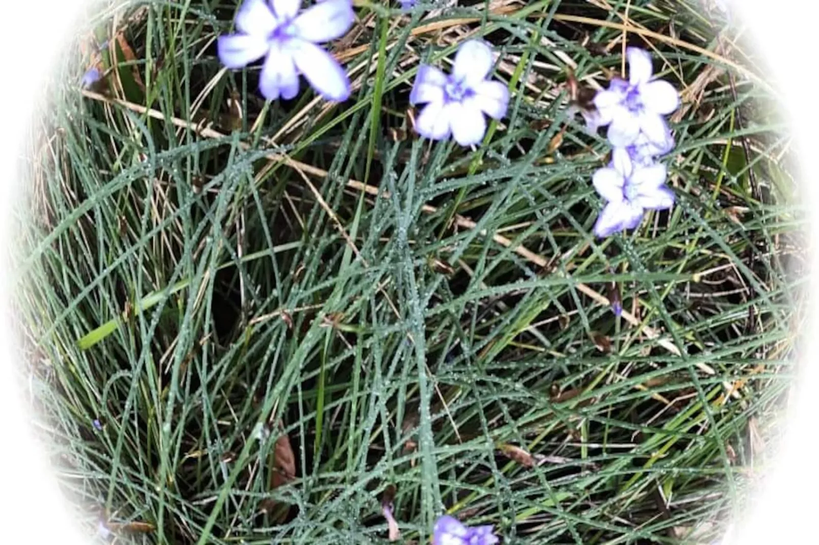 La Farigoule, Location 6/8 Personnes Avec Piscine Partag&eacute;e, Nature Et Calme-Image-tags.