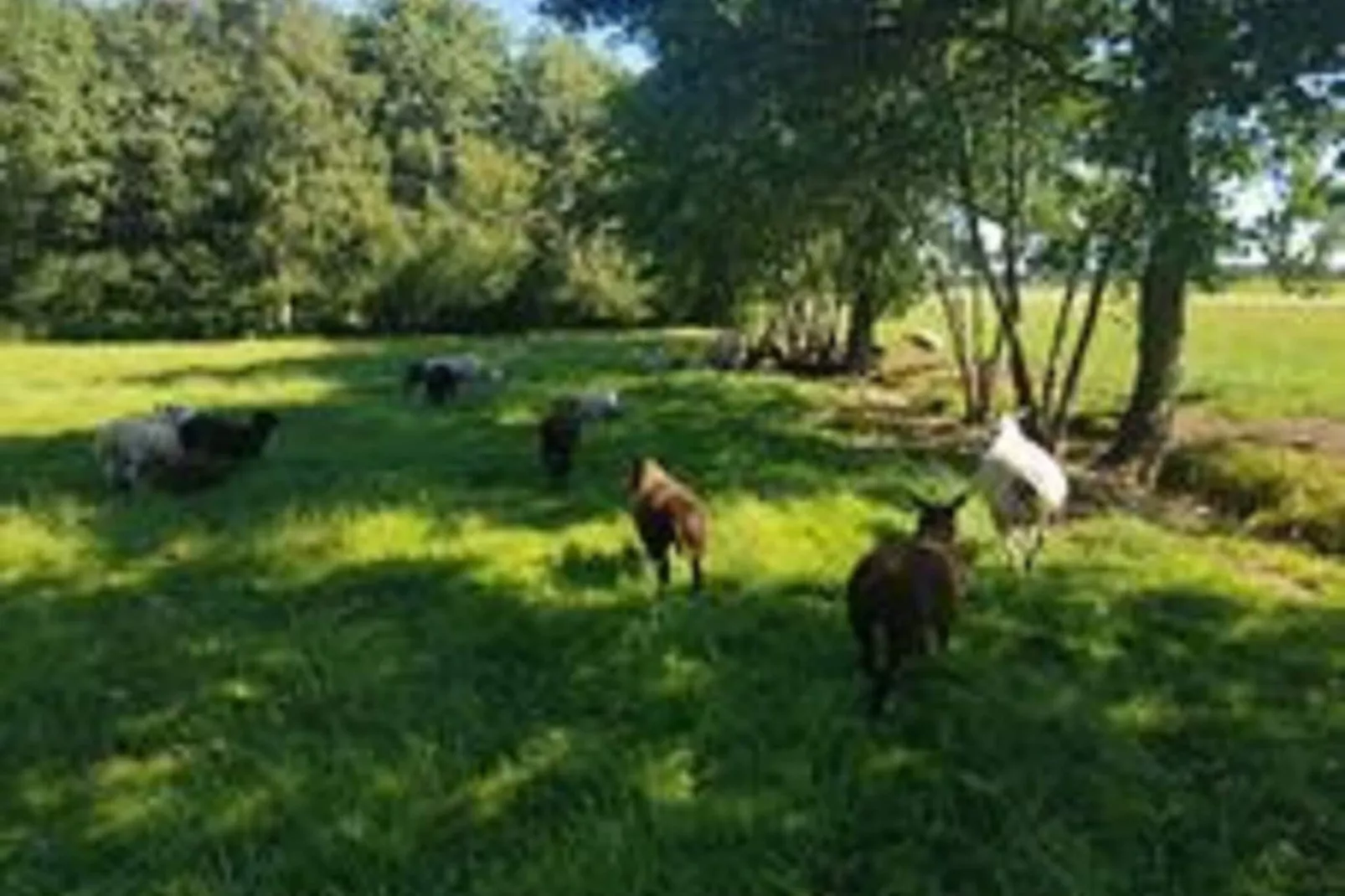 Chalet Vrijzicht-Tuinen zomer