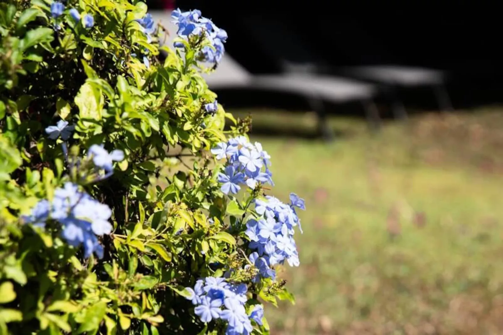 Villa La Plumeria-Image-tags.