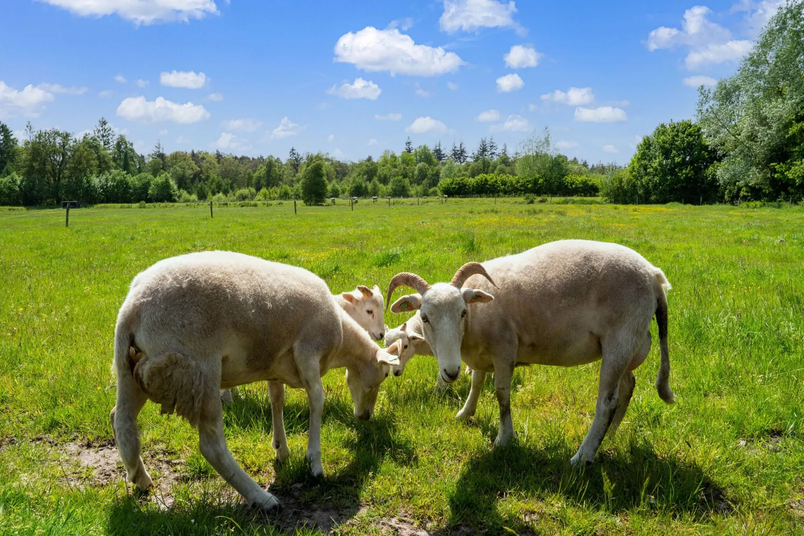 Natuurhuis Dichtbij-Tuinen zomer