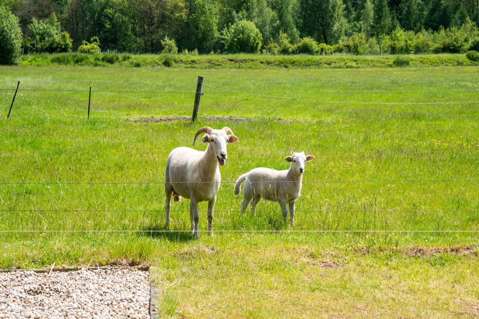 Natuurhuis Dichtbij-Tuinen zomer