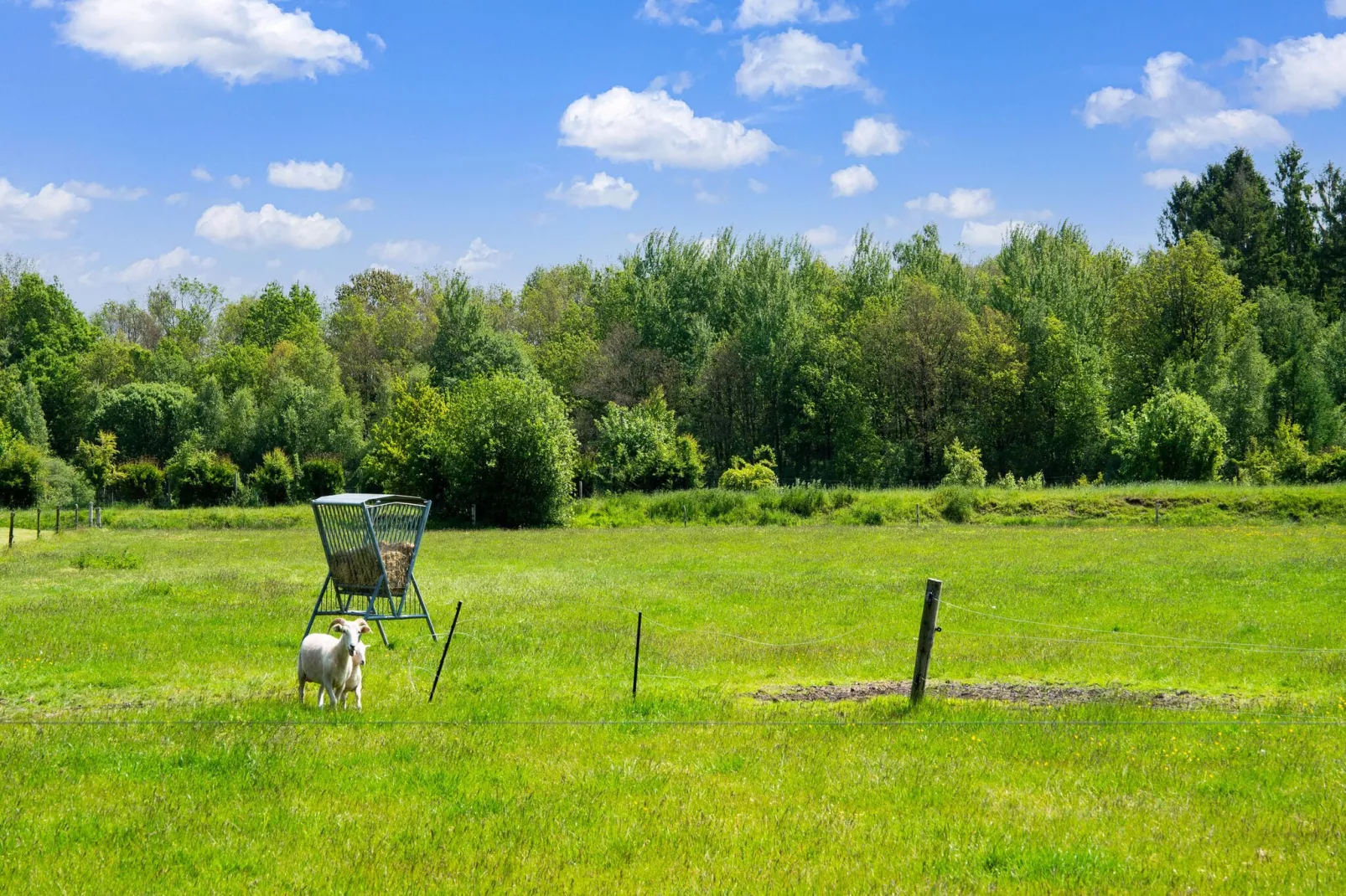 Natuurhuis Dichtbij-Uitzicht zomer