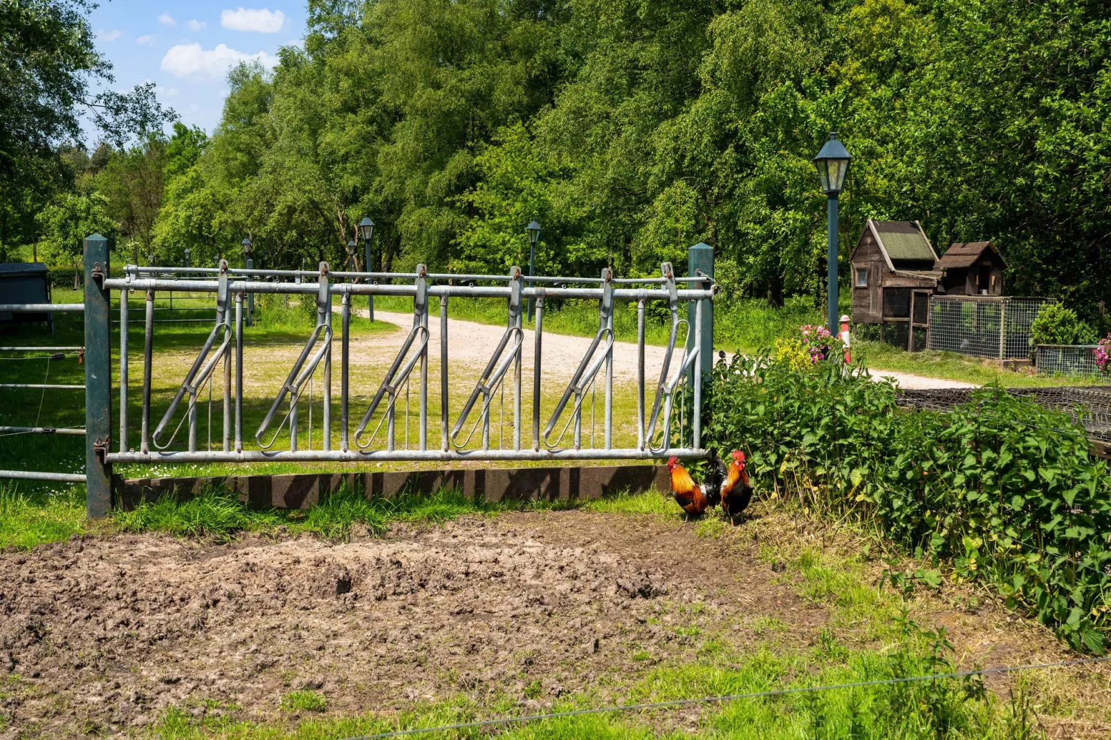 Natuurhuis Dichtbij-Gebieden zomer 1km