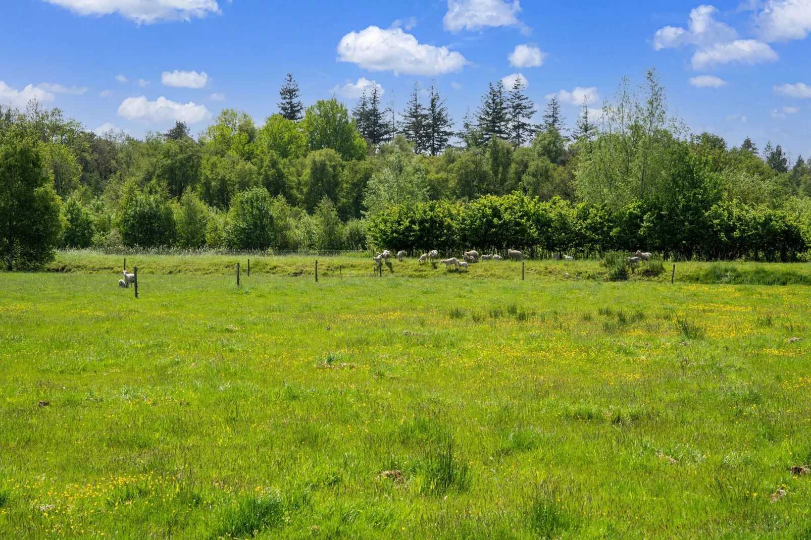 Natuurhuis Dichtbij-Gebieden zomer 1km