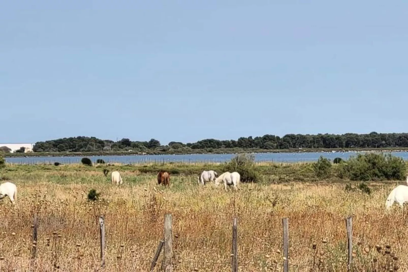 Résidence La Cigale De Mer &agrave; 100 M De La Plage Et Du Centre Ville Du Grau Du Roi-Gebieden zomer 1km
