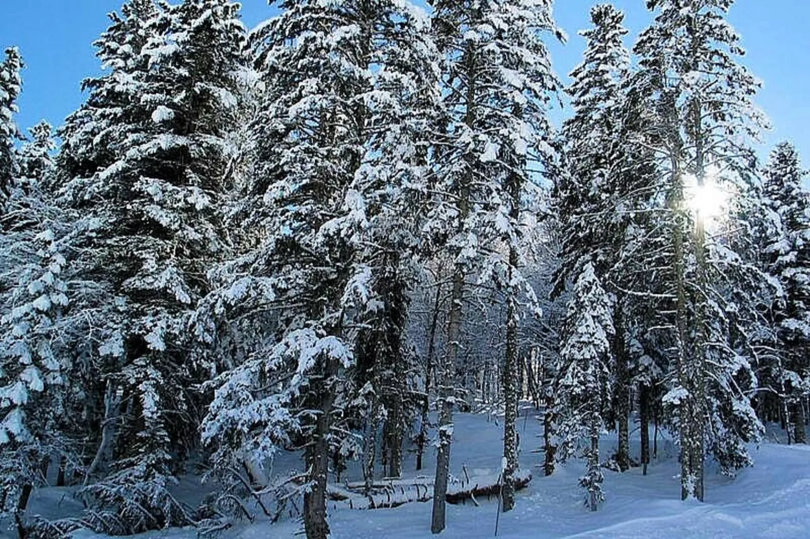 Résidence Bois De Marie - Gebied winter 5km