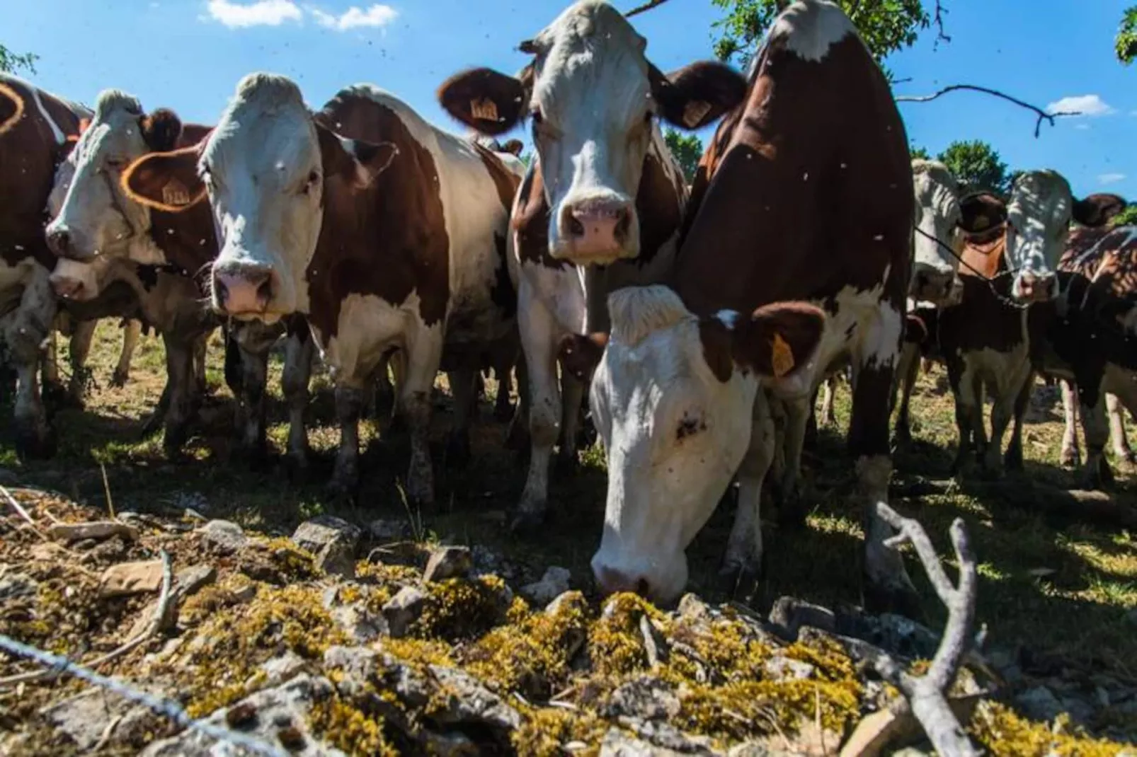 Gîte de France L'etable de pierre 4 épis-Image-tags.