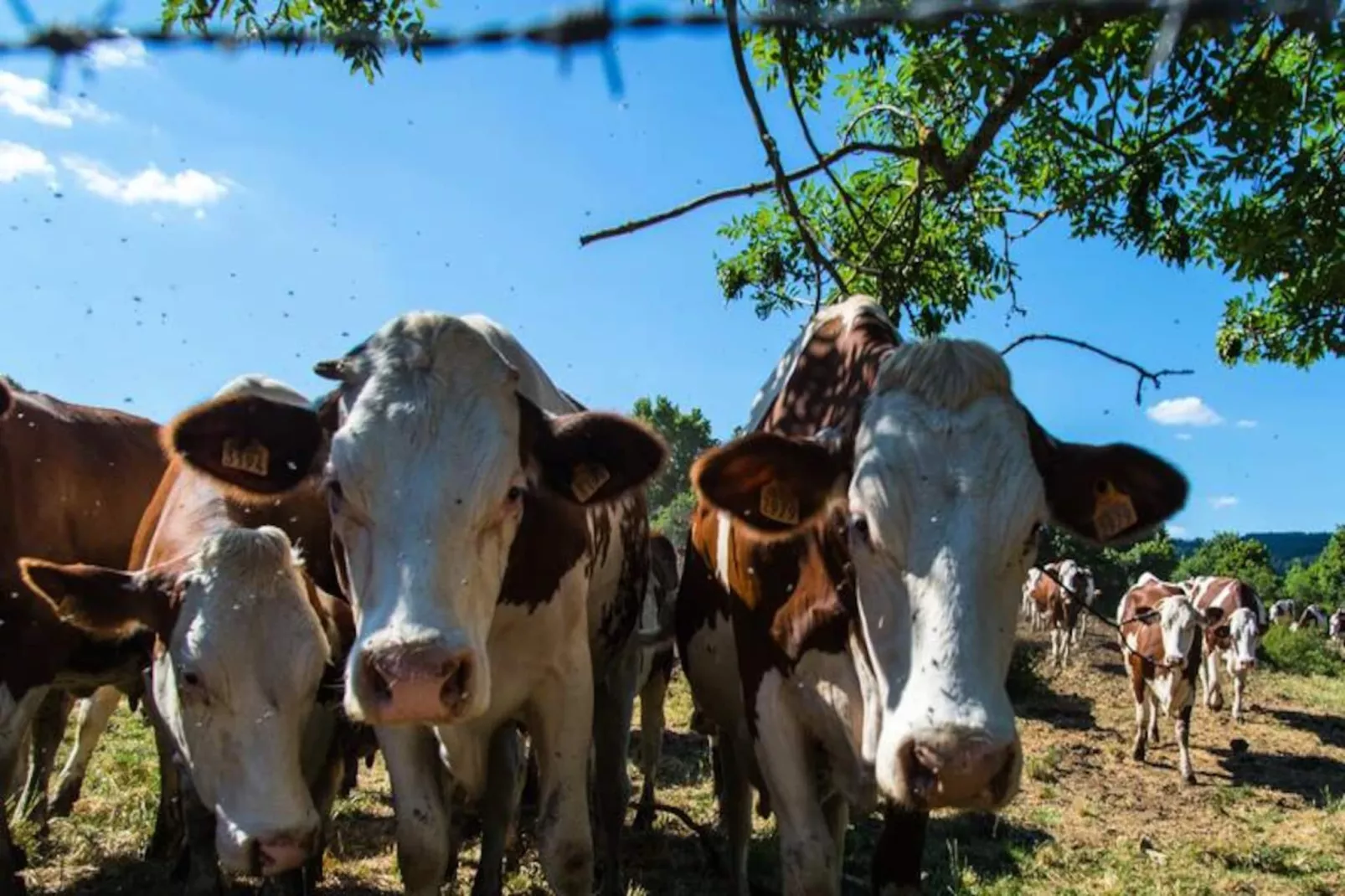 Gîte de France L'etable de pierre 4 épis-Image-tags.