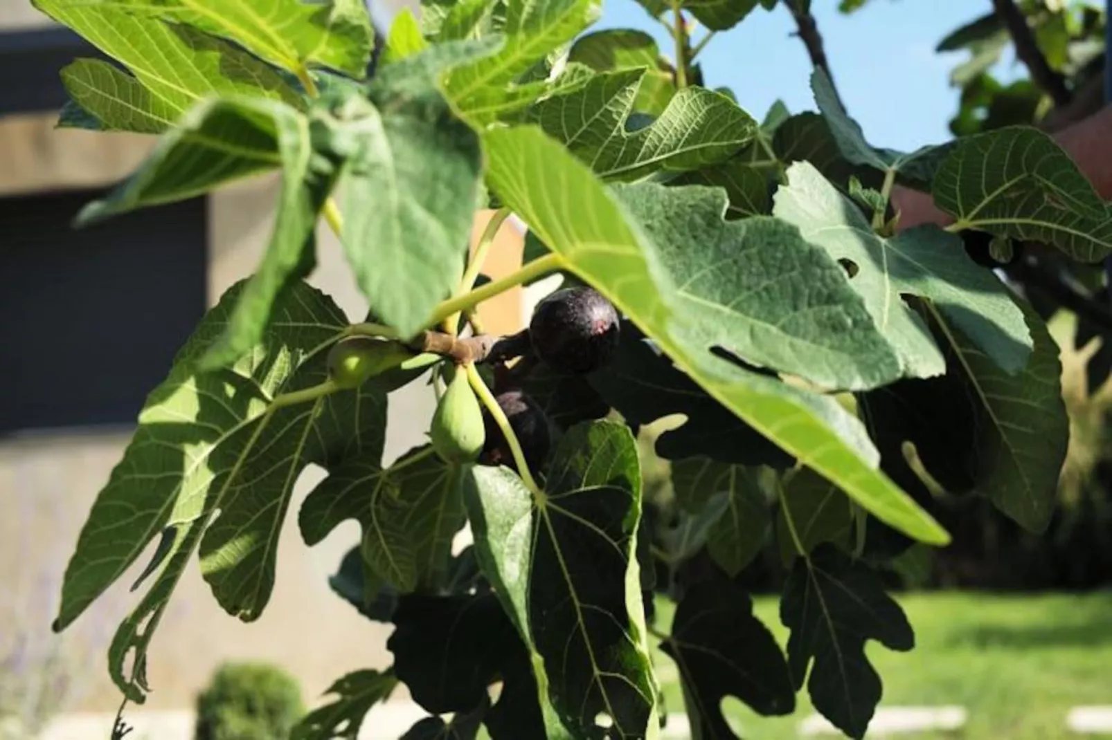 Vivez L'authenticit&eacute; &agrave; La Maison "au Pied Des Vignes"-Image-tags.