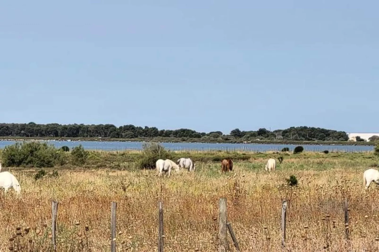 Résidence La Cigale De Mer &agrave; 100 M De La Plage Et Du Centre Ville Du Grau Du Roi-Gebieden zomer 5km