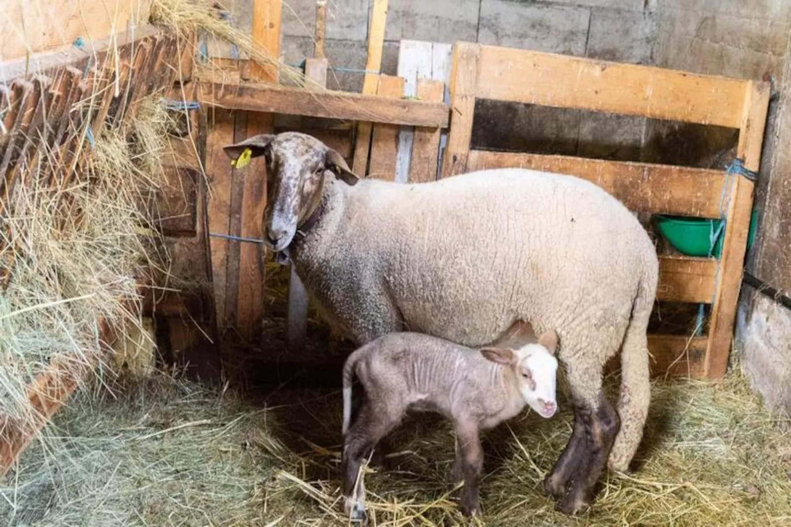 Gîte de France Gîte de la grangette 5/6 personnes 3 épis-Image-tags.