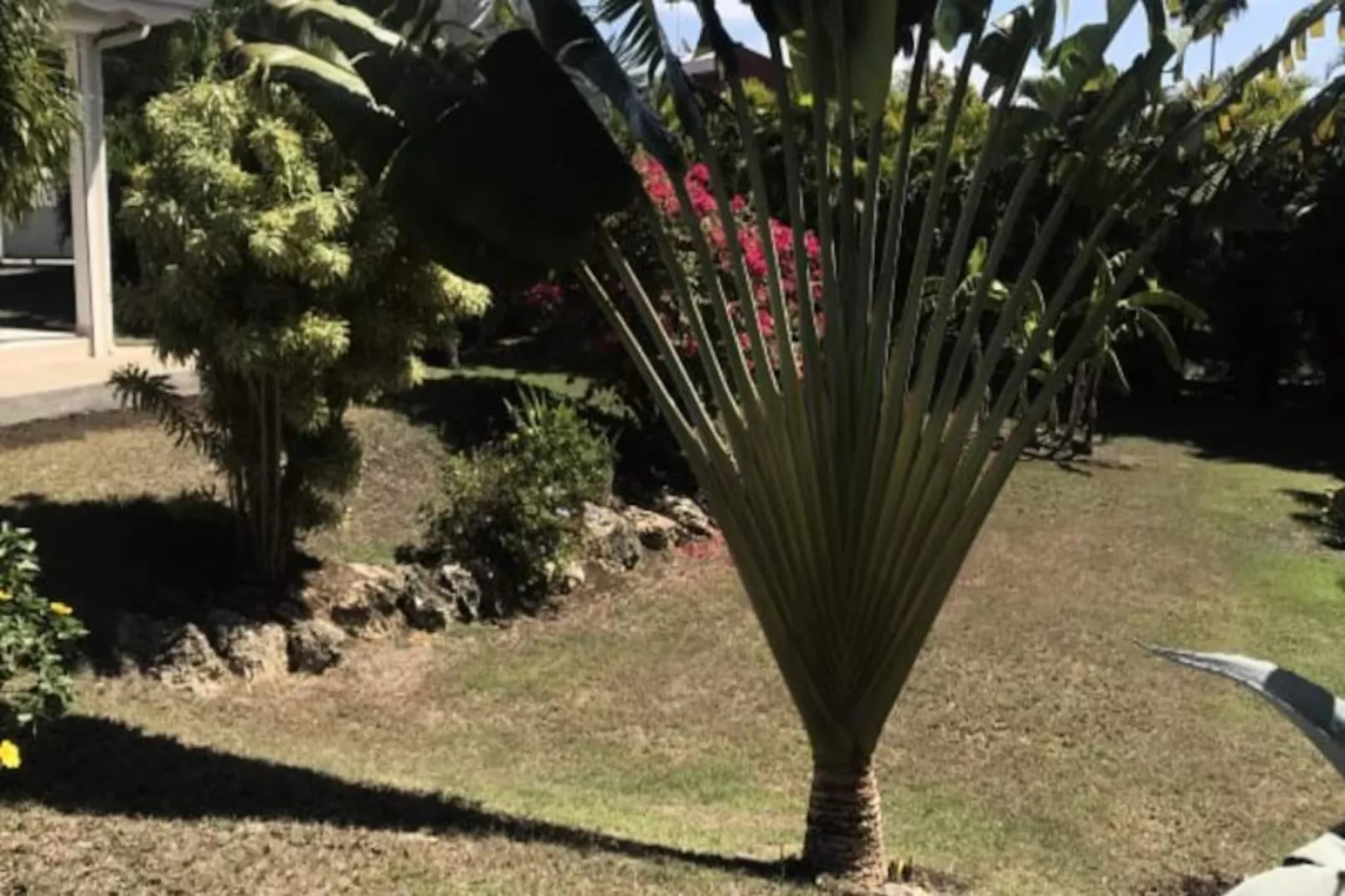 Villa Arbre Du Voyageur-Image-tags.