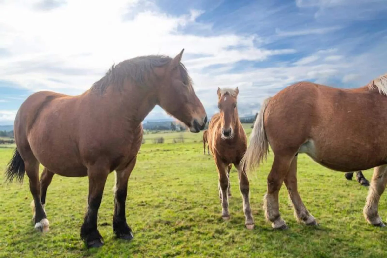 Gîte de France Gîte de la grangette 5/6 personnes 3 épis-Image-tags.